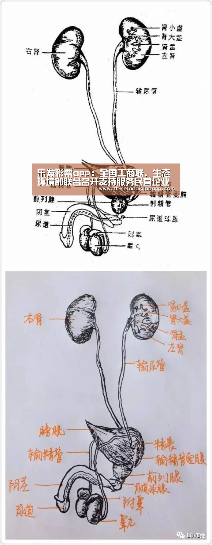 乐发彩票app:全国工商联、生态环境部联合召开支持服务民营企业绿色发展交流推进会(图2) 乐发彩票app